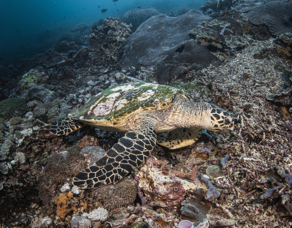 Turtle
